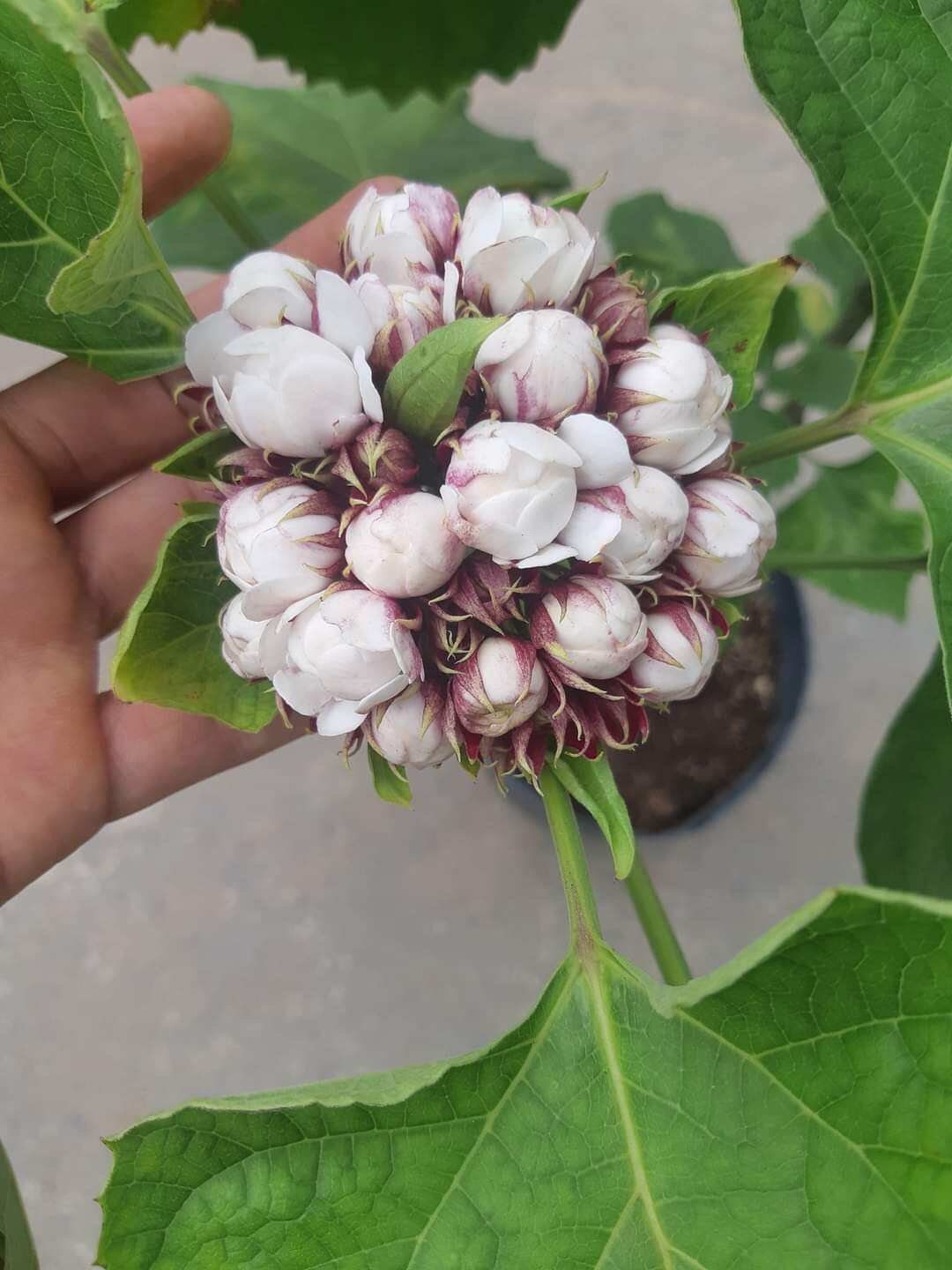 Cây hoa mộng thường, mộng cầm