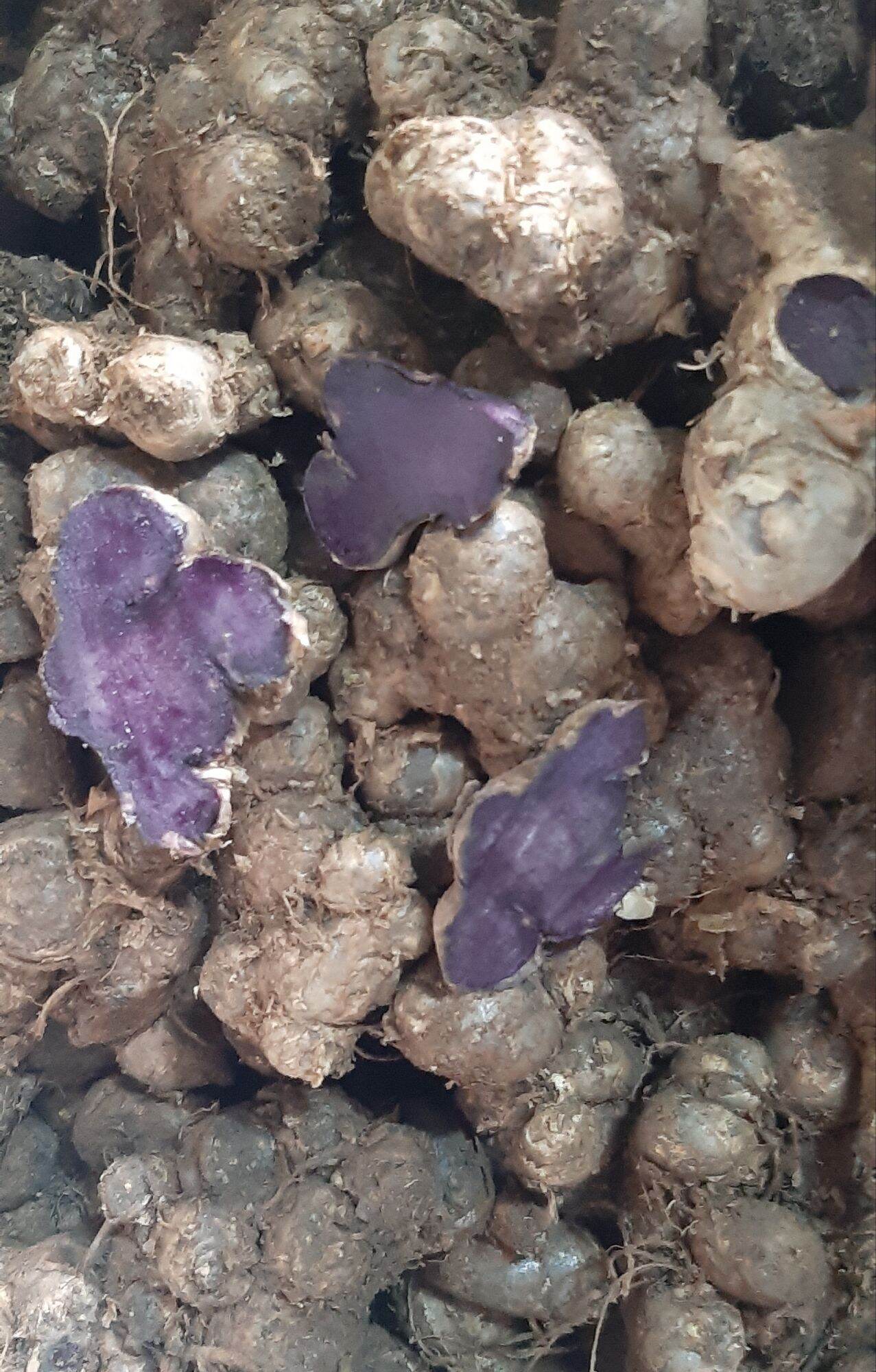 Gừng đen - ngải tím 0.5kg