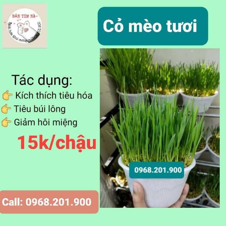 Cỏ mèo tươi cho mèo