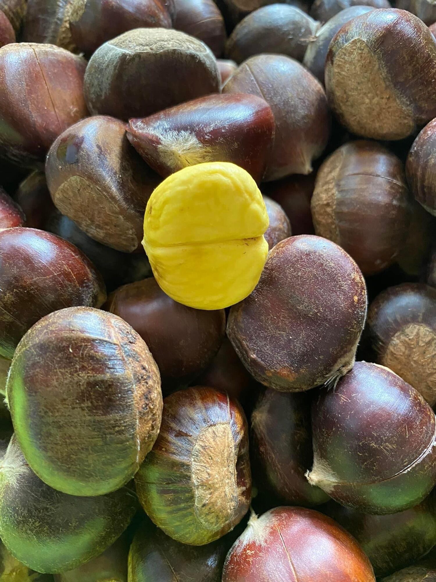 Hạt dẻ tươi cao bằng loại 1, ngọt, bùi, béo
