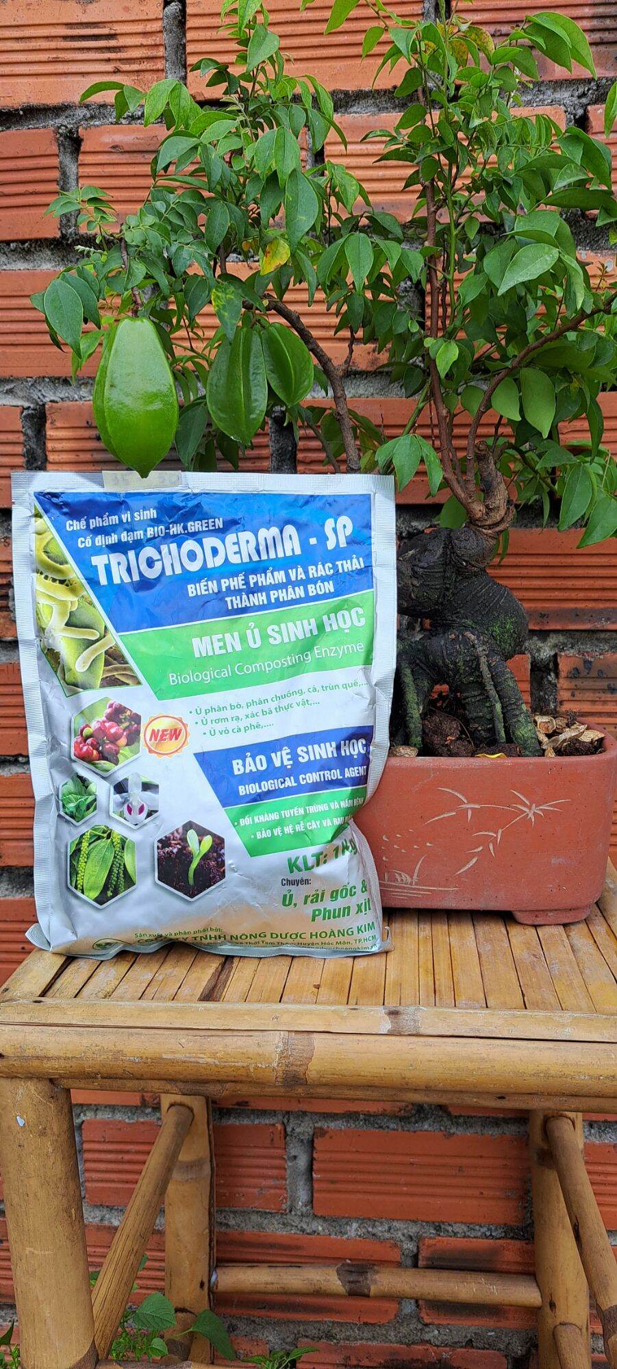 Men ủ sinh học trichoderma-sp chế phẩm vi sinh