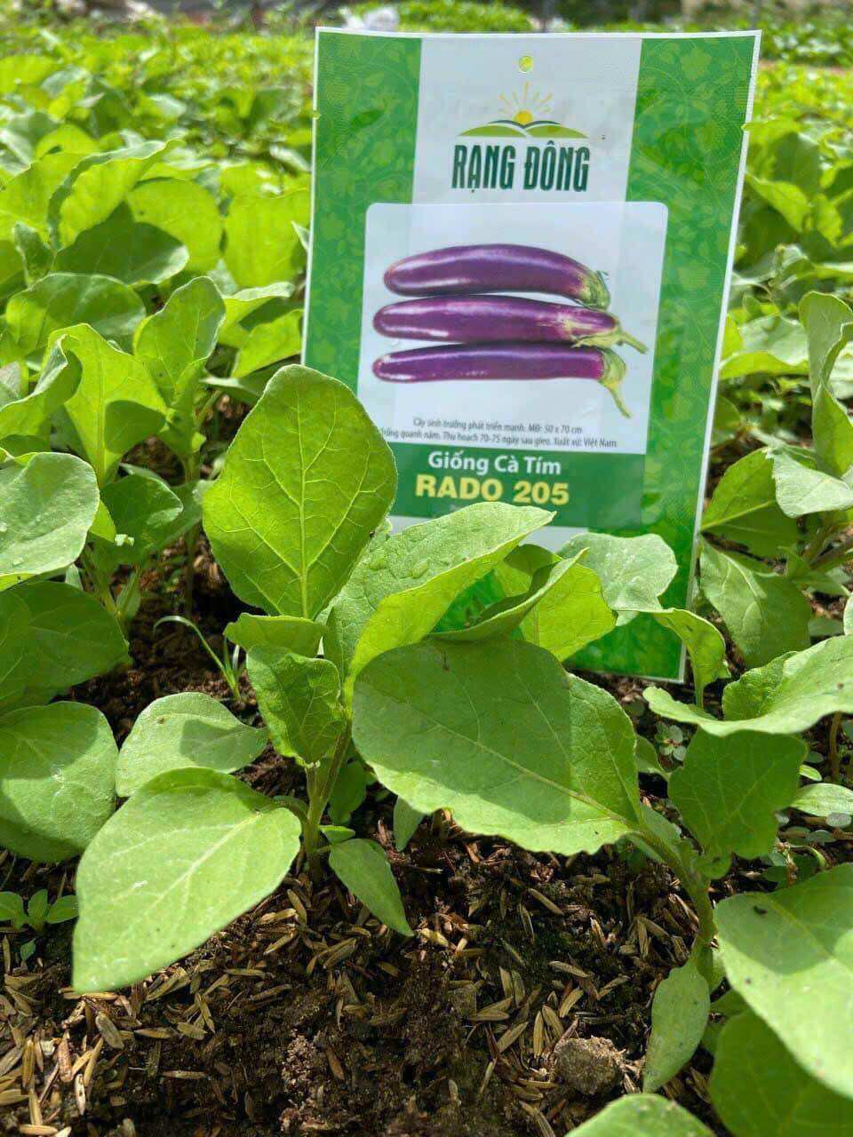 túi 0,5 Gram Hạt Giống Cà Tím Dài trồng quanh năm