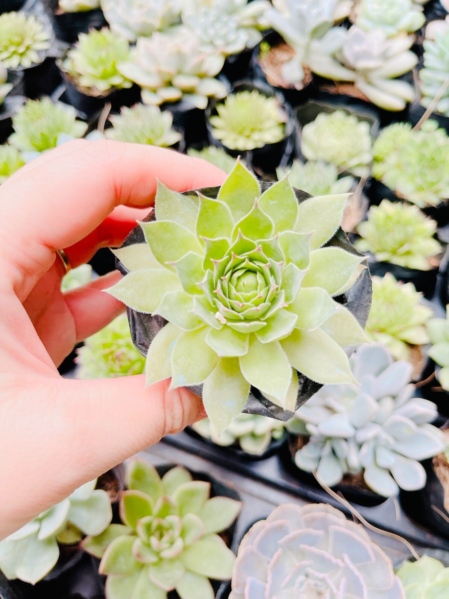 Sen đá phật bà size bầu 3-5 cm xuất vườn đà Lạt