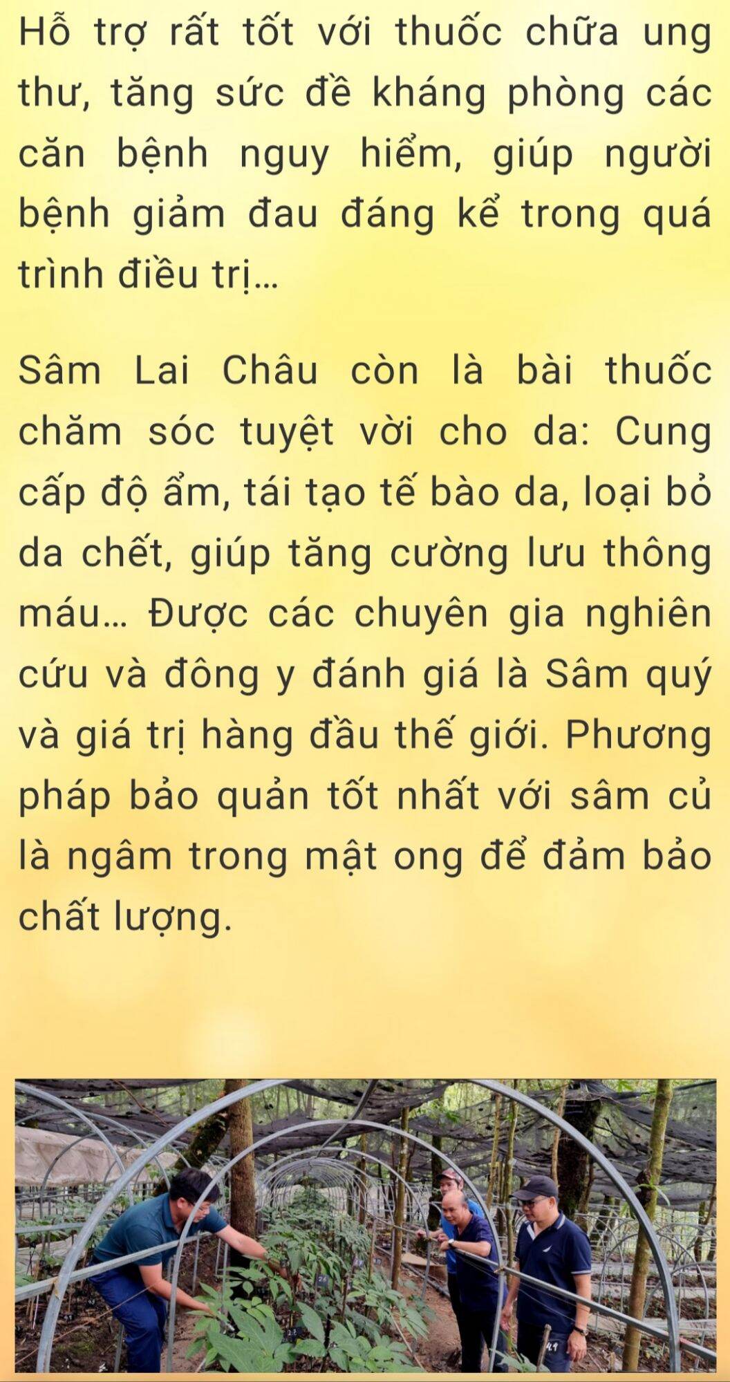 Lá Sâm Lai Châu Sấy (100g)