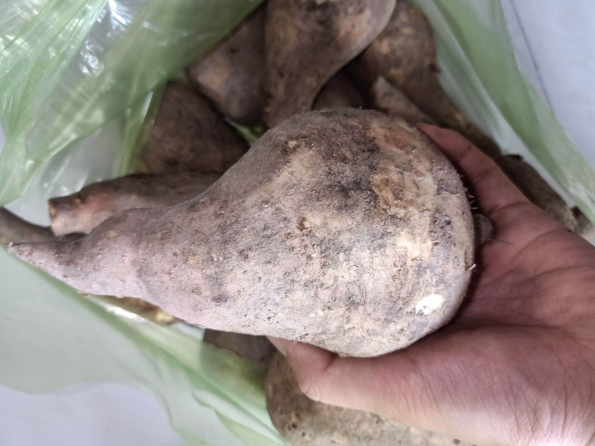 Khoai lang sữa ú nu mới nhổ-2Kg
