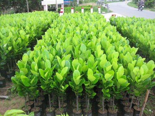 CÂY GIỐNG MÍT NGHỆ TỨ QUÝ SIÊU SỚM