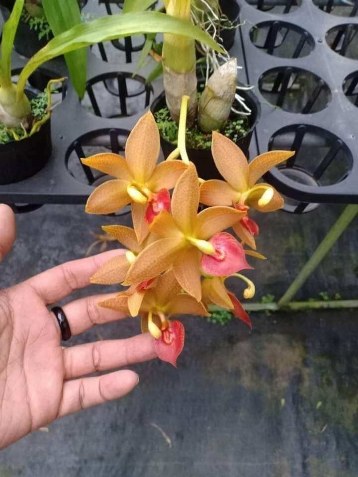 Thiên nga giống đủ màu