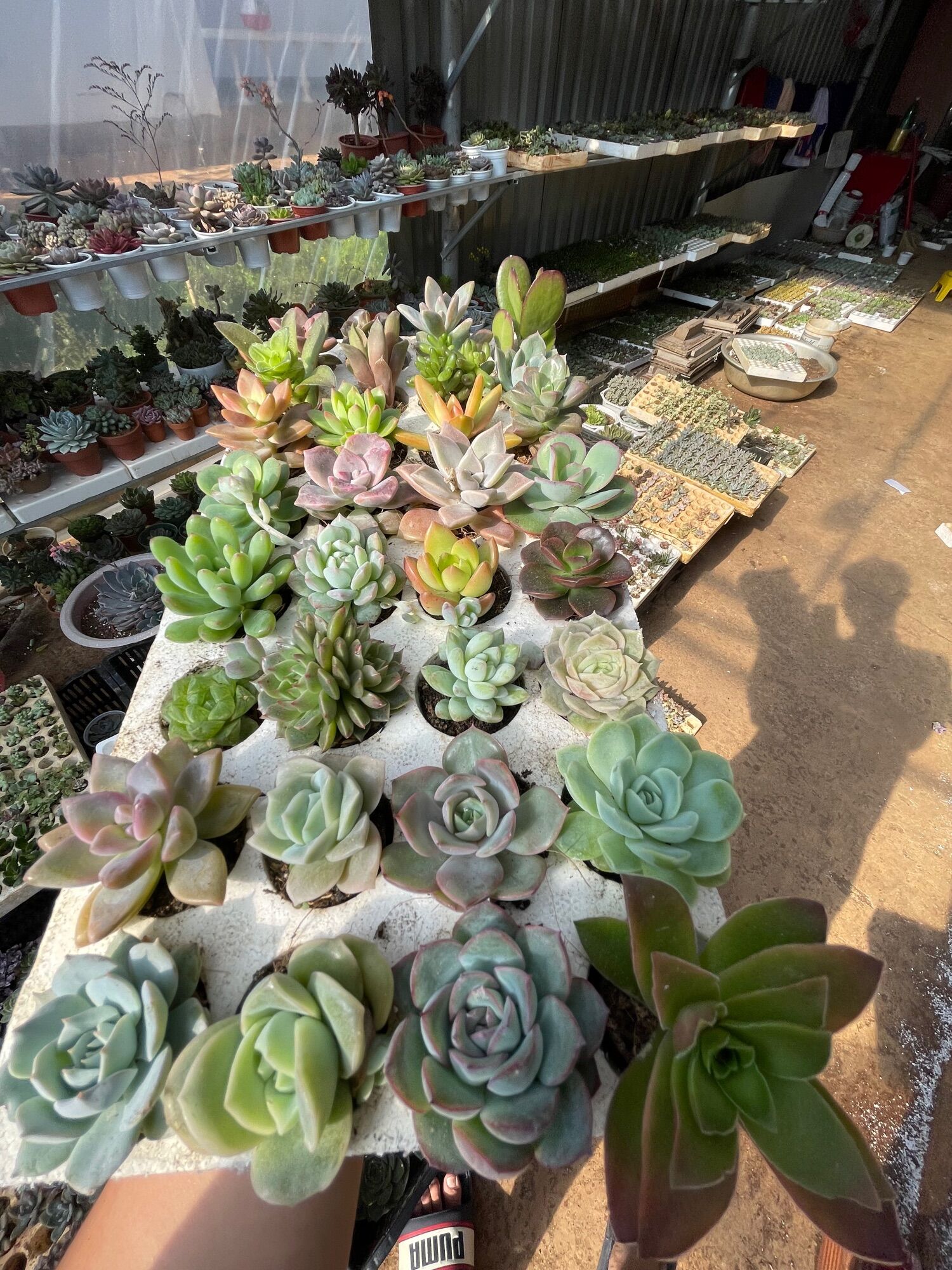 12 cây sen đá mini xuất vườn đà Lạt