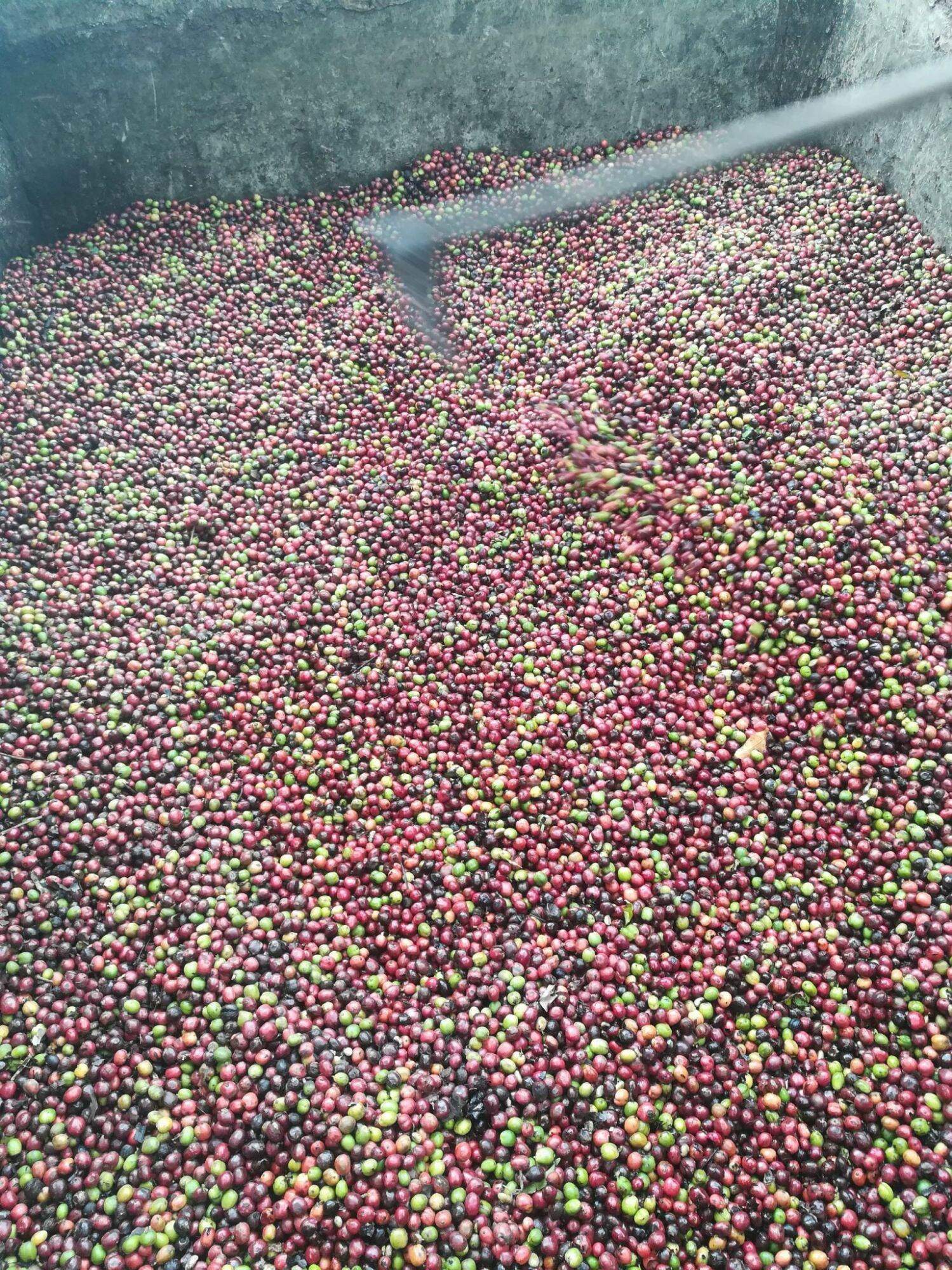 2 túi 500gr cà phê nguyên chất nhà làm