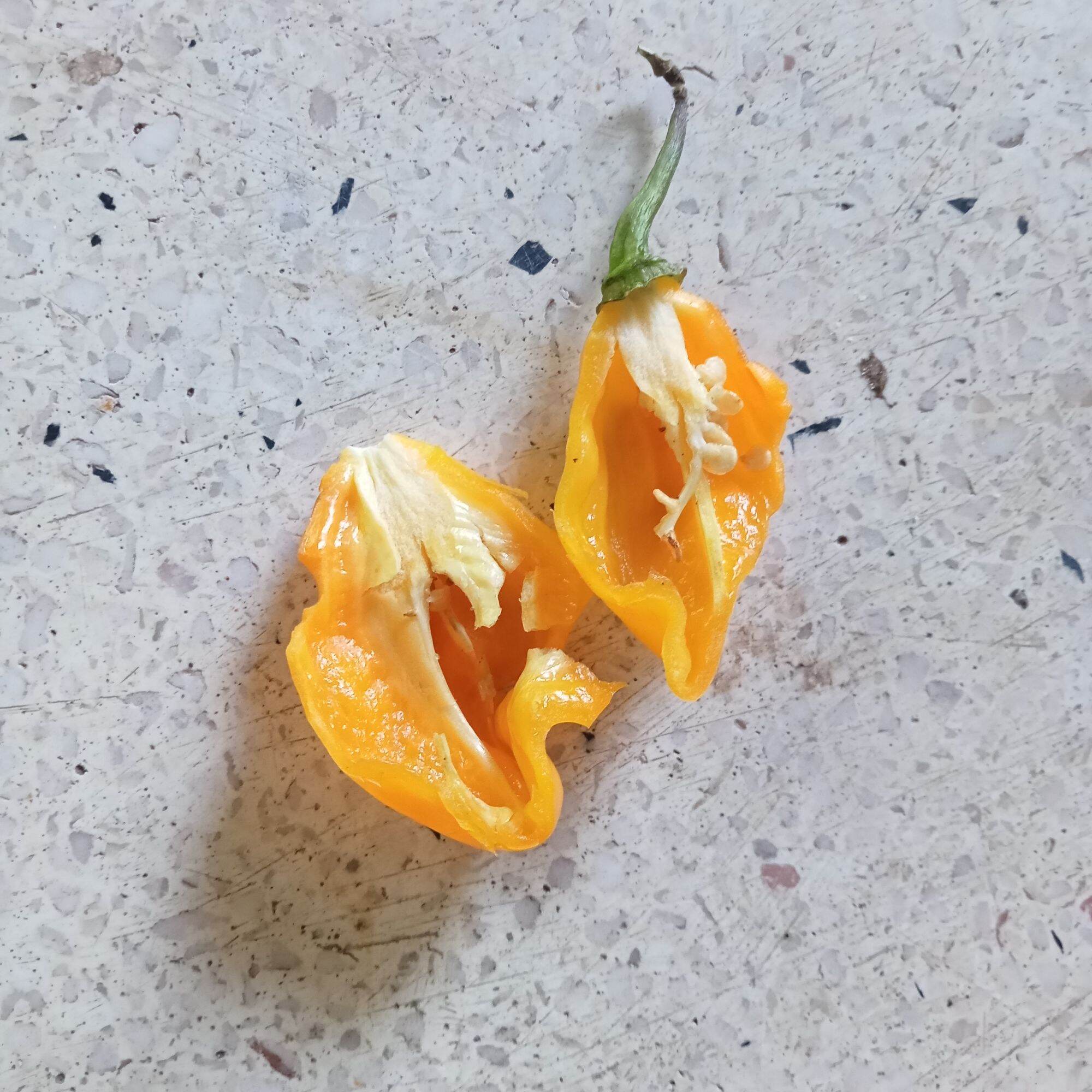 5 Hạt Ớt Bonda Ma Jacques (Siêu Cay)