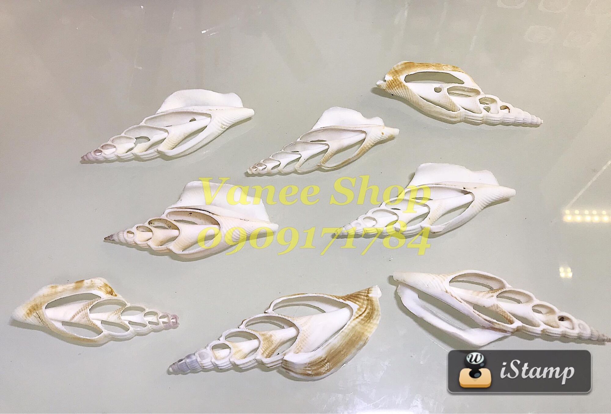 Vỏ ốc cắt 100gr