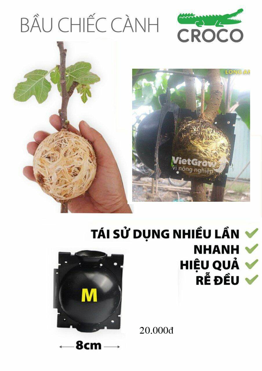 Bầu chiết cành size M 8cm