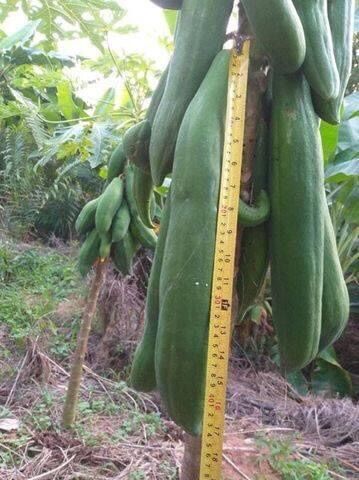 HẠT GIỐNG ĐU ĐỦ SIÊU DÀI THÁI LAN