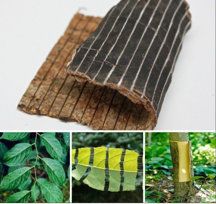 ( 100gr ) Đỗ Trọng khô - Bổ Thận , Mạnh Gân Cốt
