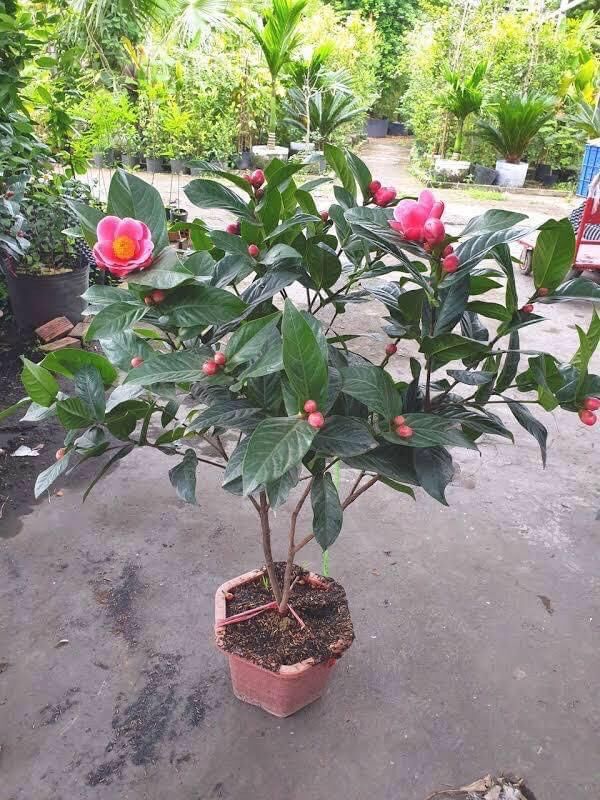 Cây giống hoa Hải đường