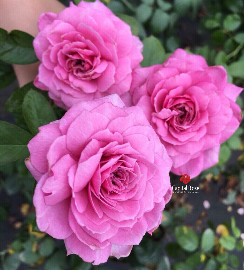 Hoa hồng Tezza Tím - hồng bụi, siêng hoa