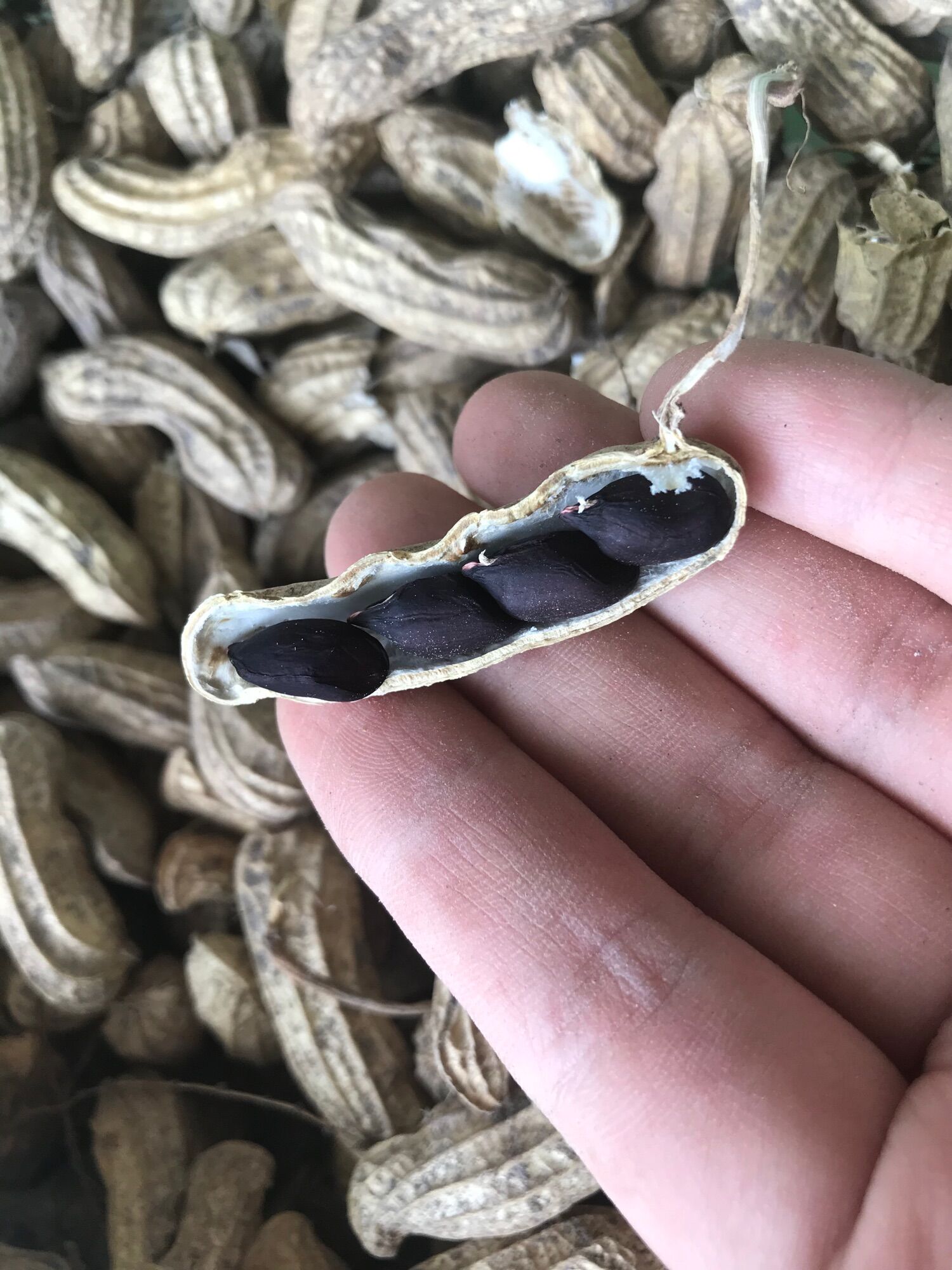 Hạt giống lạc đen - gói 30 hạt