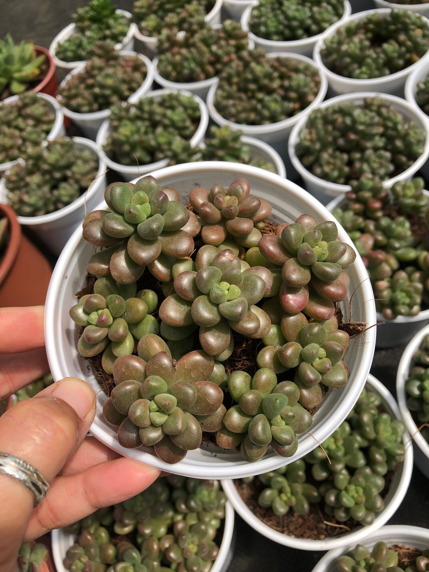 Sen đá Sedum Kẹo 11cm