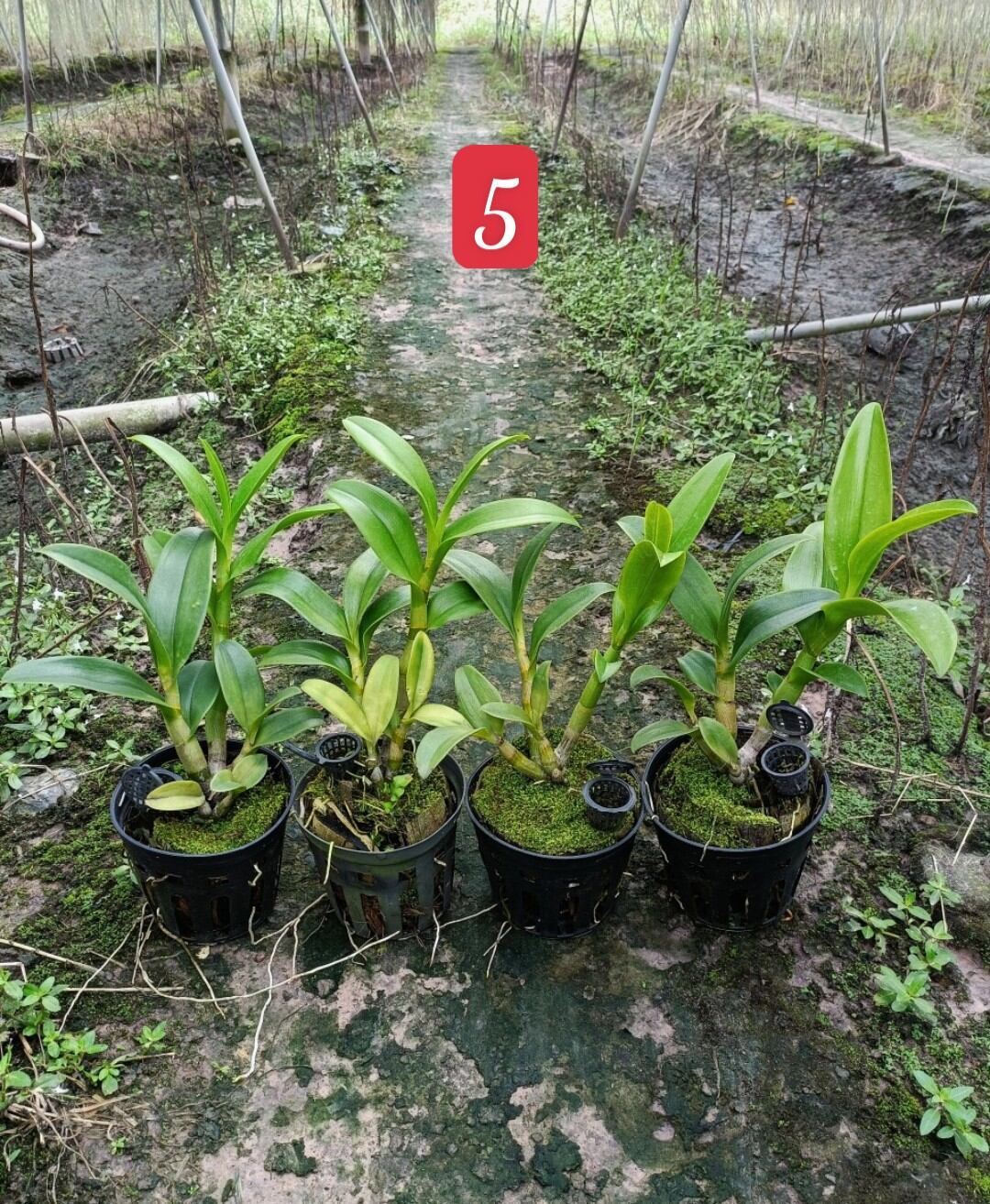 Hoa lan Denro nắng 3 vàng 3 đỏ hoa thơm