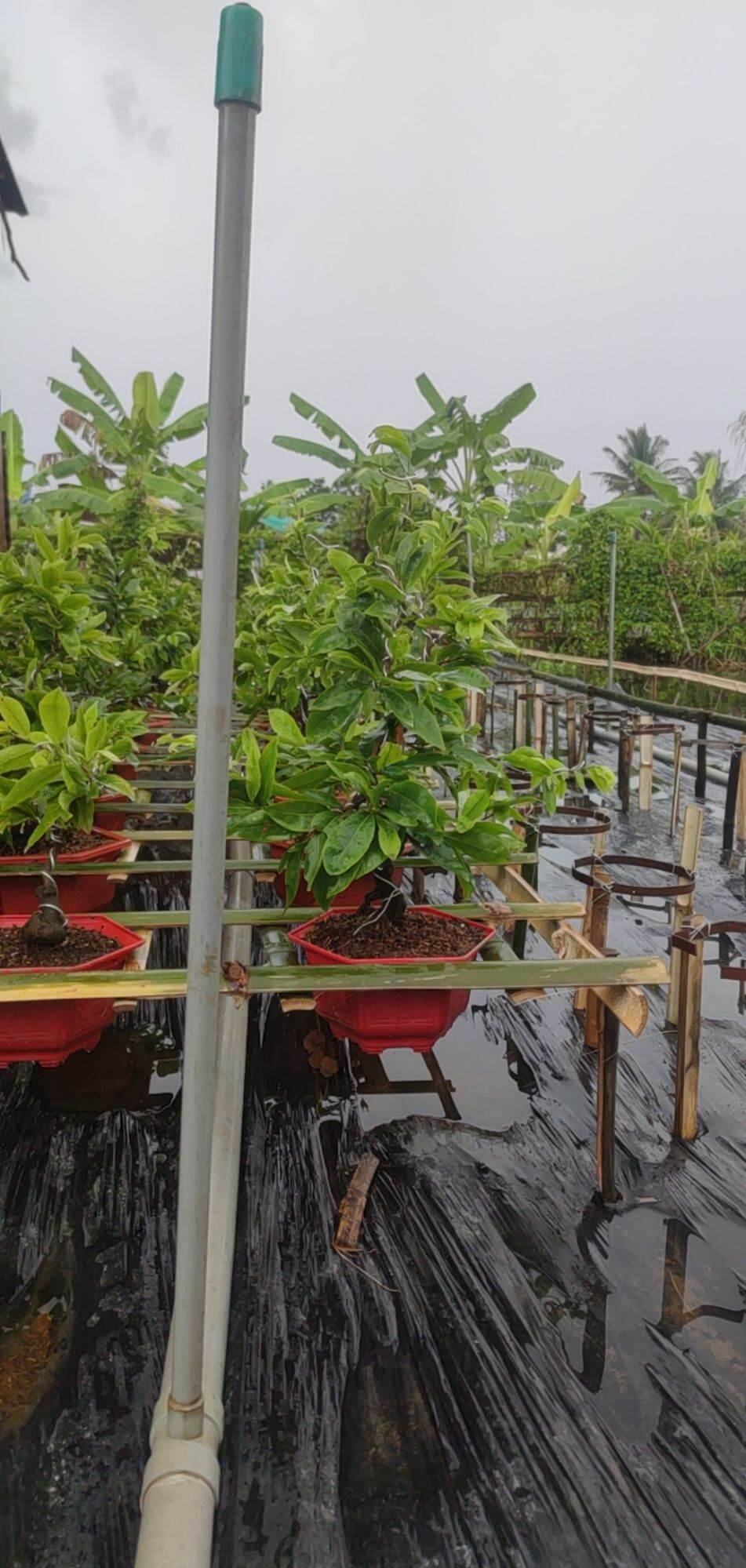 Mai ghép cúc thọ hương,đại lộc,cúc tân châu