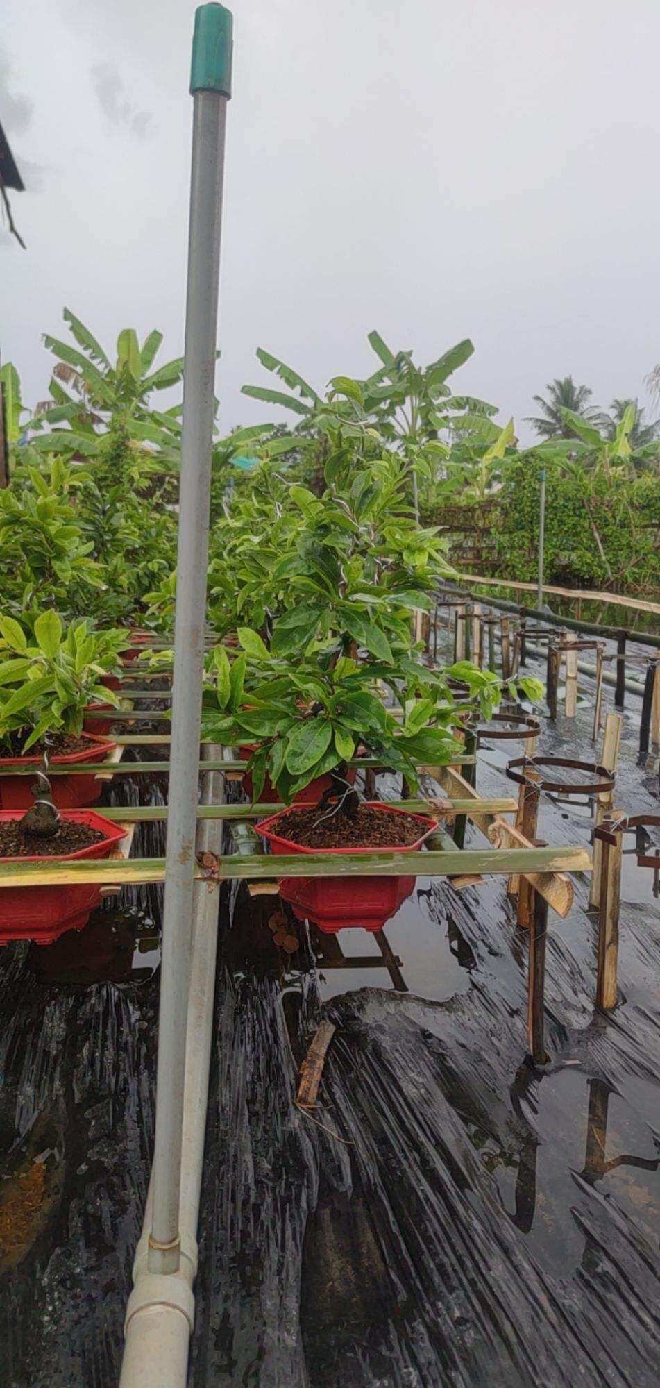 mai ghép cúc thọ hương,đại lộc,cúc tân châu