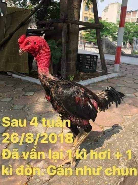 Khô chân teo lườn cho gà chọi