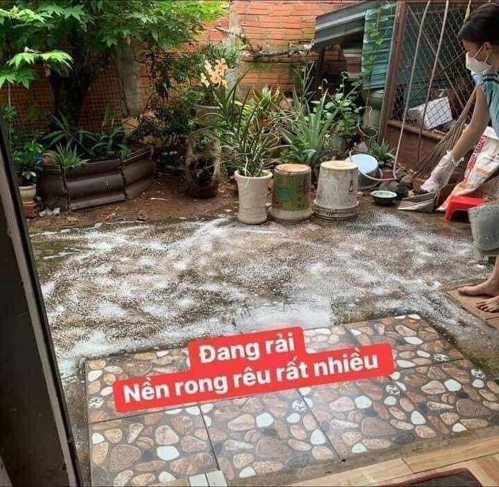 Bột tẩy rong rêu