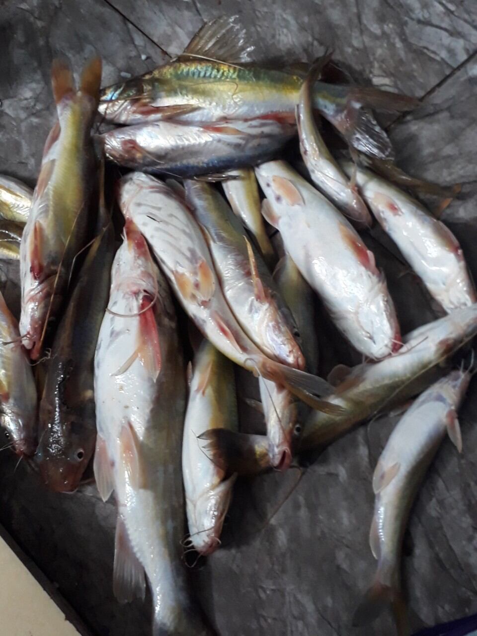 MỒI CÂU CÁ LĂNG NHÃN ĐEN THAILAND 200G