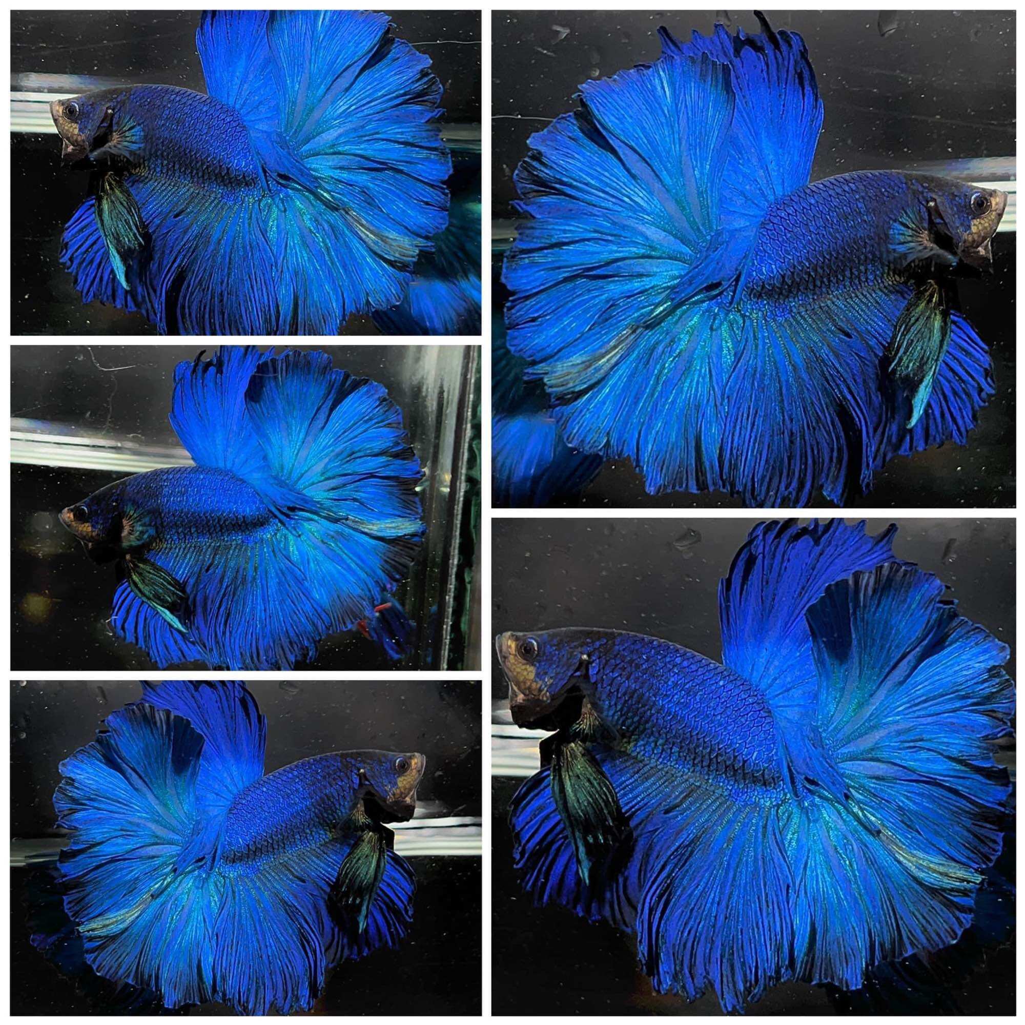 Betta Halfmoon trống
