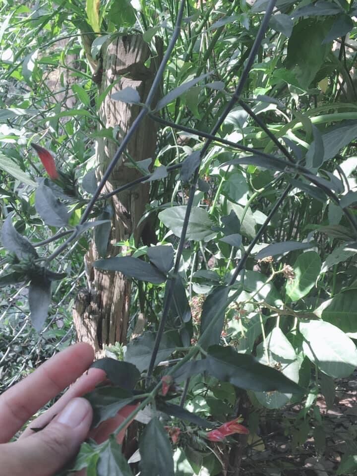 1 kg cây xương khỉ
