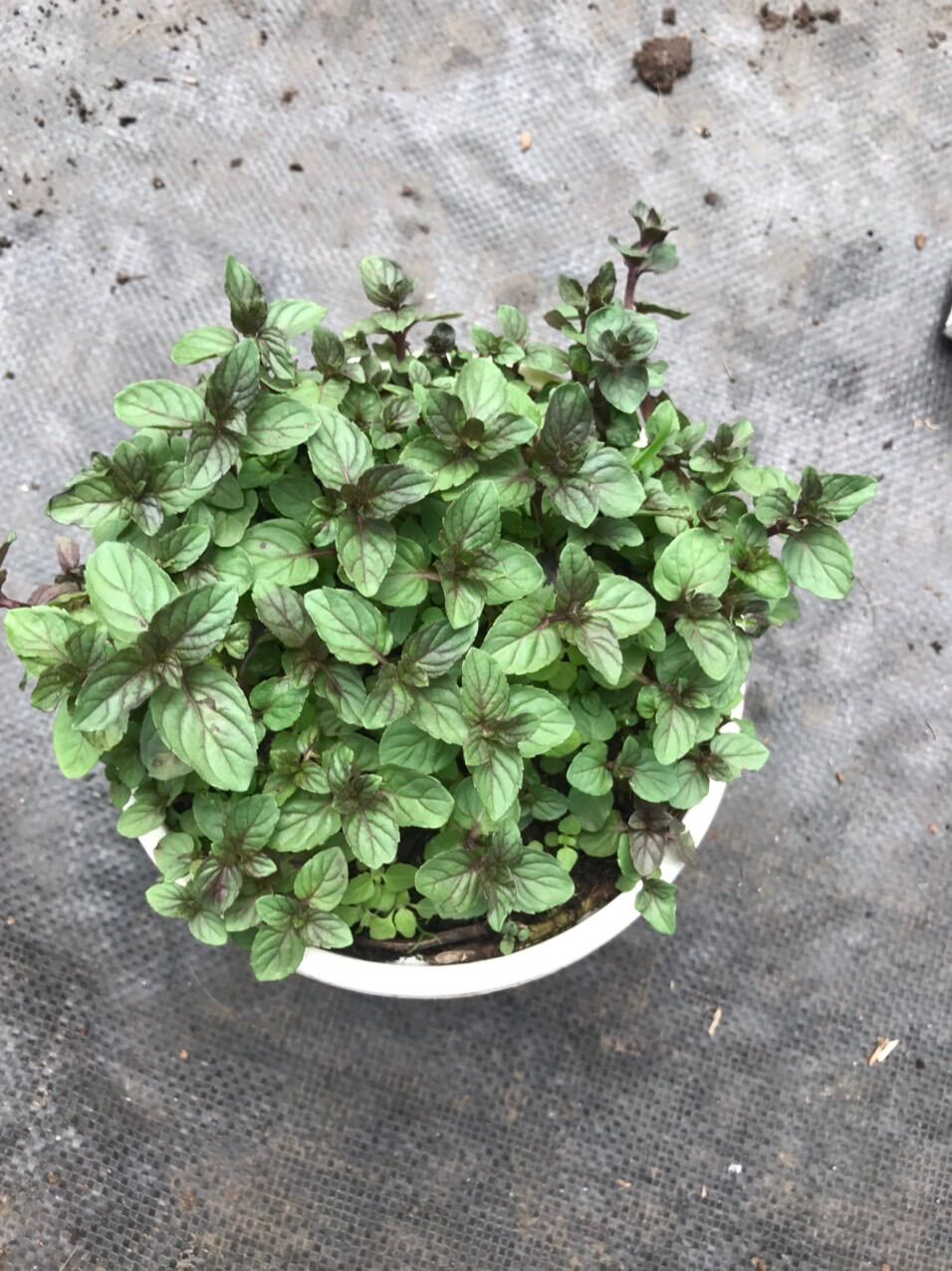 Bạc hà chocolate mint chậu lớn