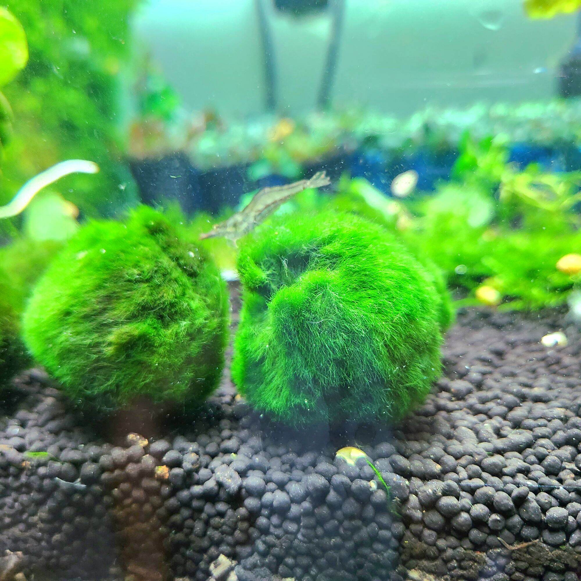 Tảo cầu Marimo Moss Ball trang trí hồ tép, thủy sinh (Size lớn 3cm)