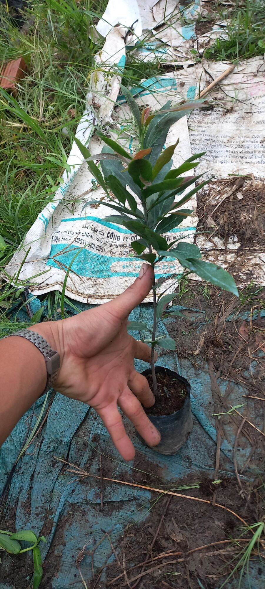 10 cây mai con quấn rễ 20cm đến 40cm