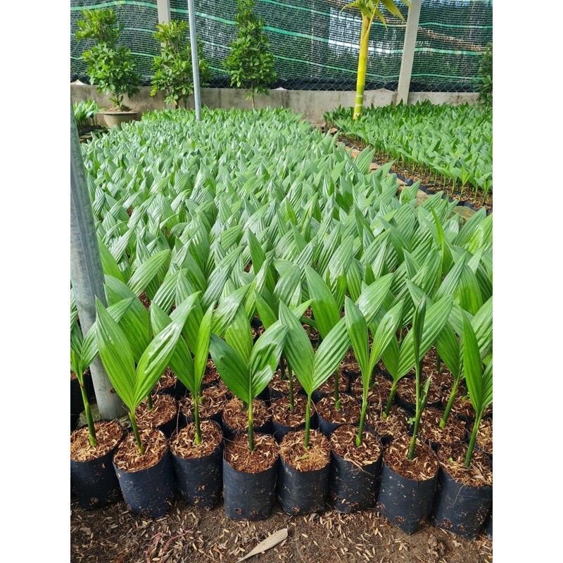 CÂY GIỐNG CAU LÙN TỨ QUÝ