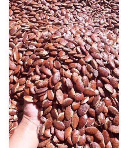 500Gr Hạt Konia rang mộc thơm ngon!