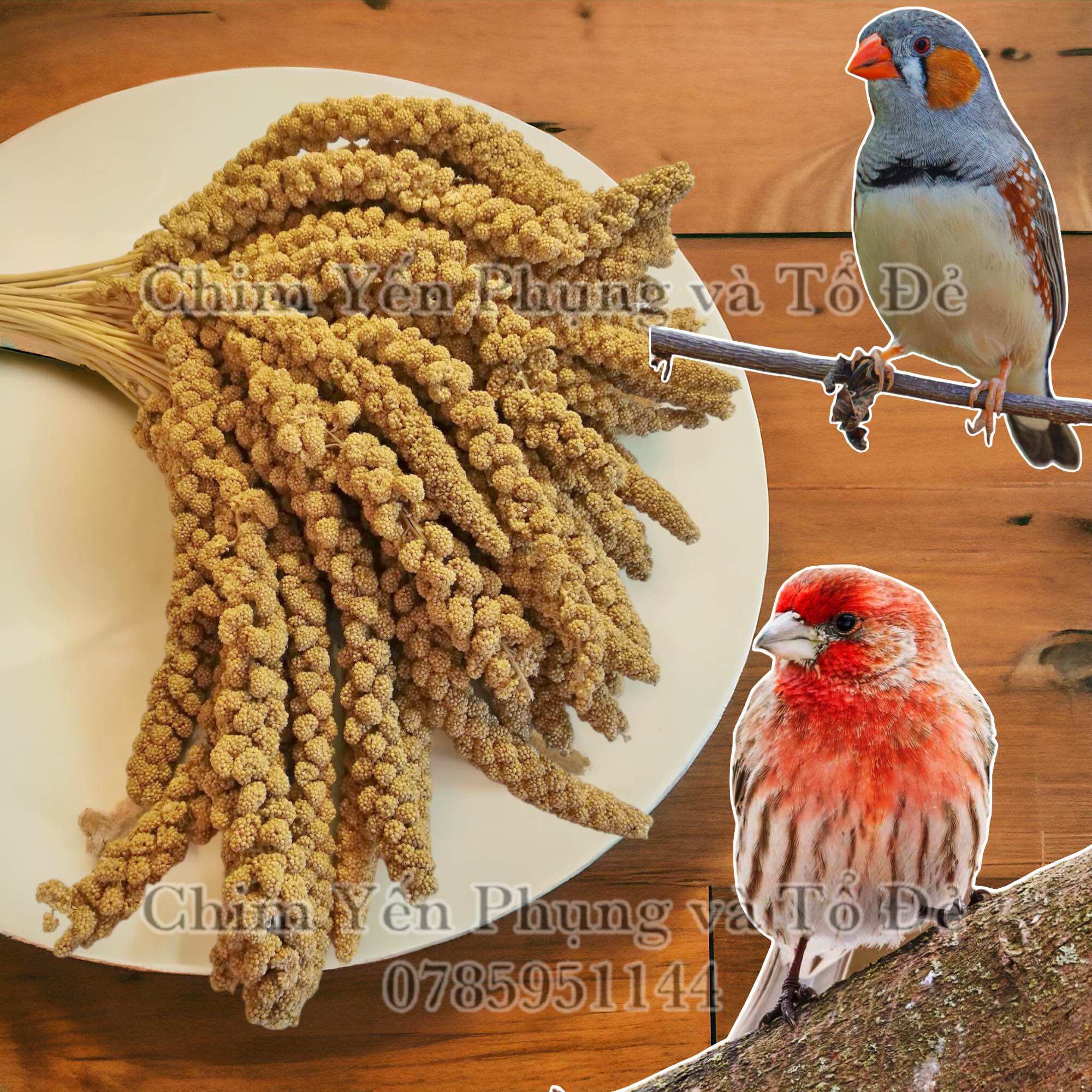 500gr kê chùm cho thú cưng: chim cảnh • vẹt • hamster...