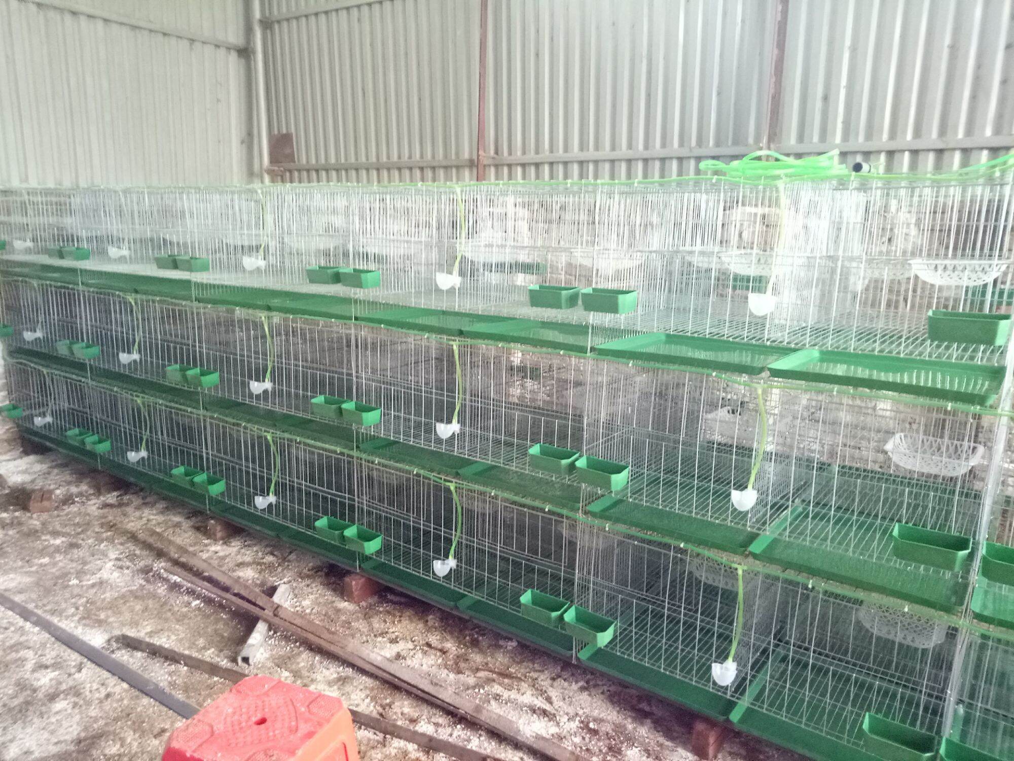 10 Khay hứng phân chim bồ câu