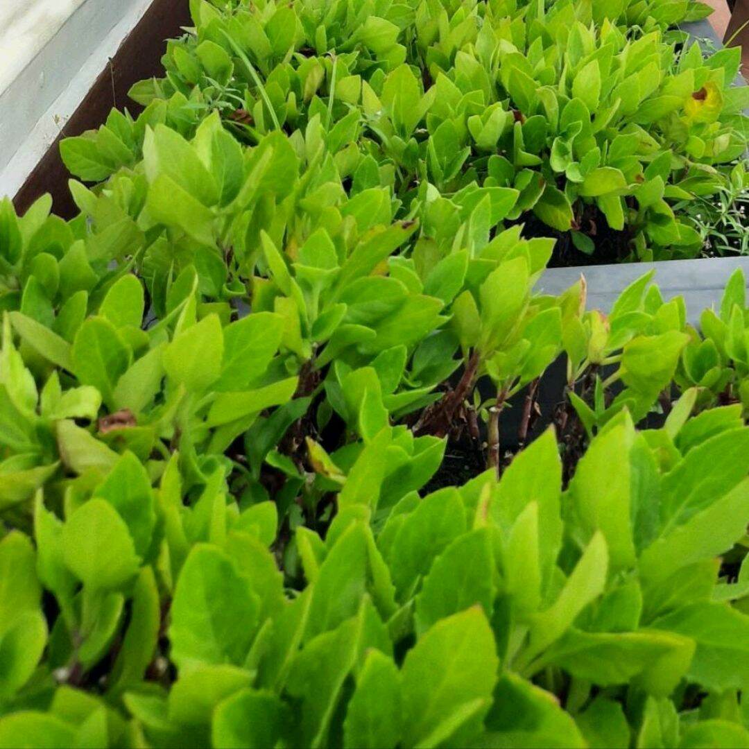 [CÂY GIỐNG] Cây Rau Bầu Đất, Cây Rau Kim Thất Tai, Cây Rau Rừng - 1 CÂY ...