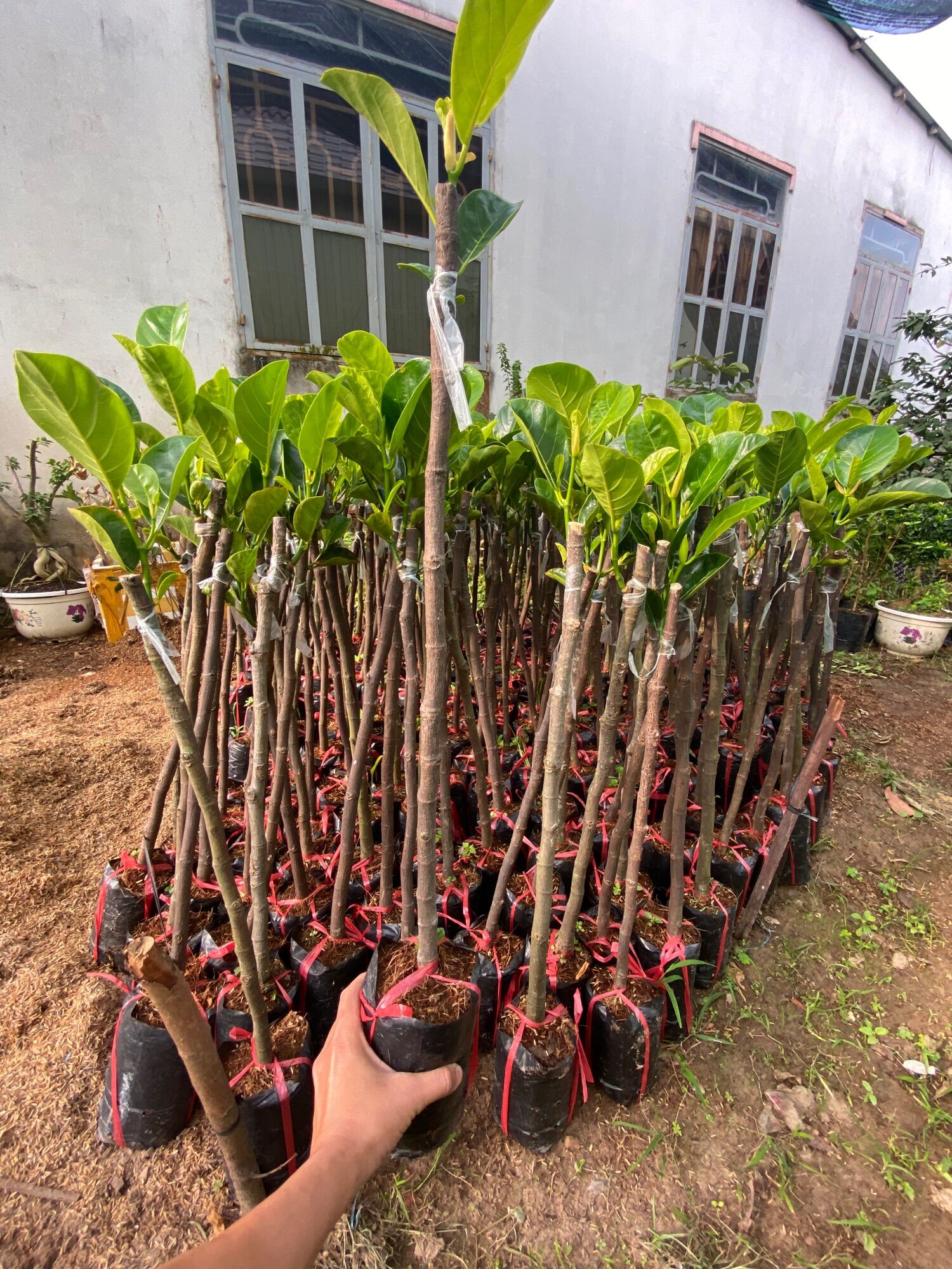 Mít ruột đỏ sơ vàng ( Mít Indo) cây giống