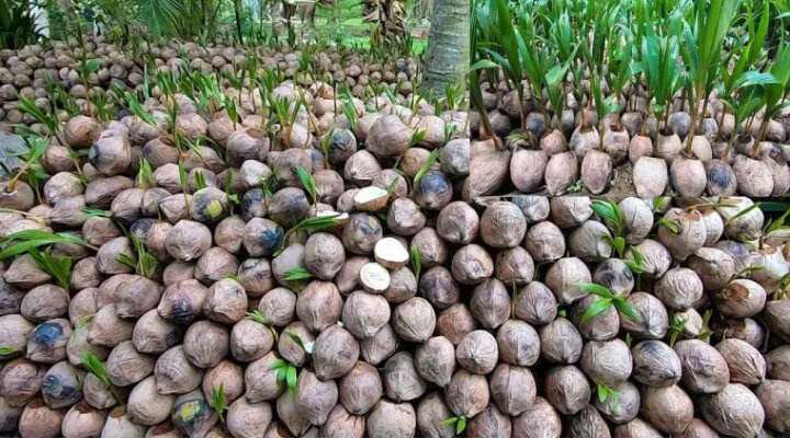 dừa xiêm giống bến tre cây ( dừa bến tre nước ngọt)