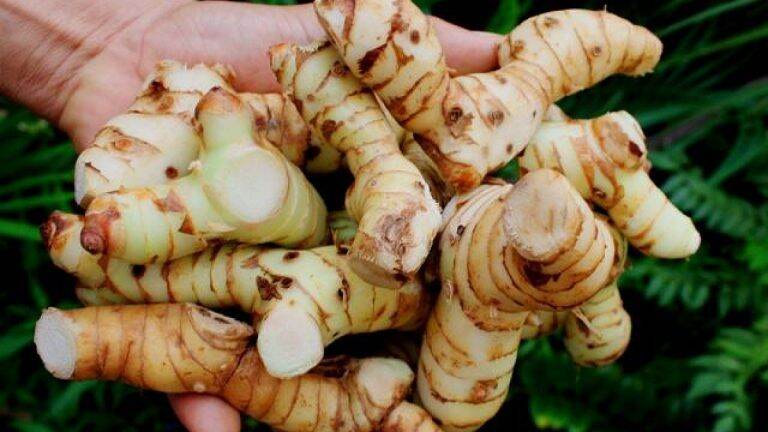 củ riềng tươi 1kg