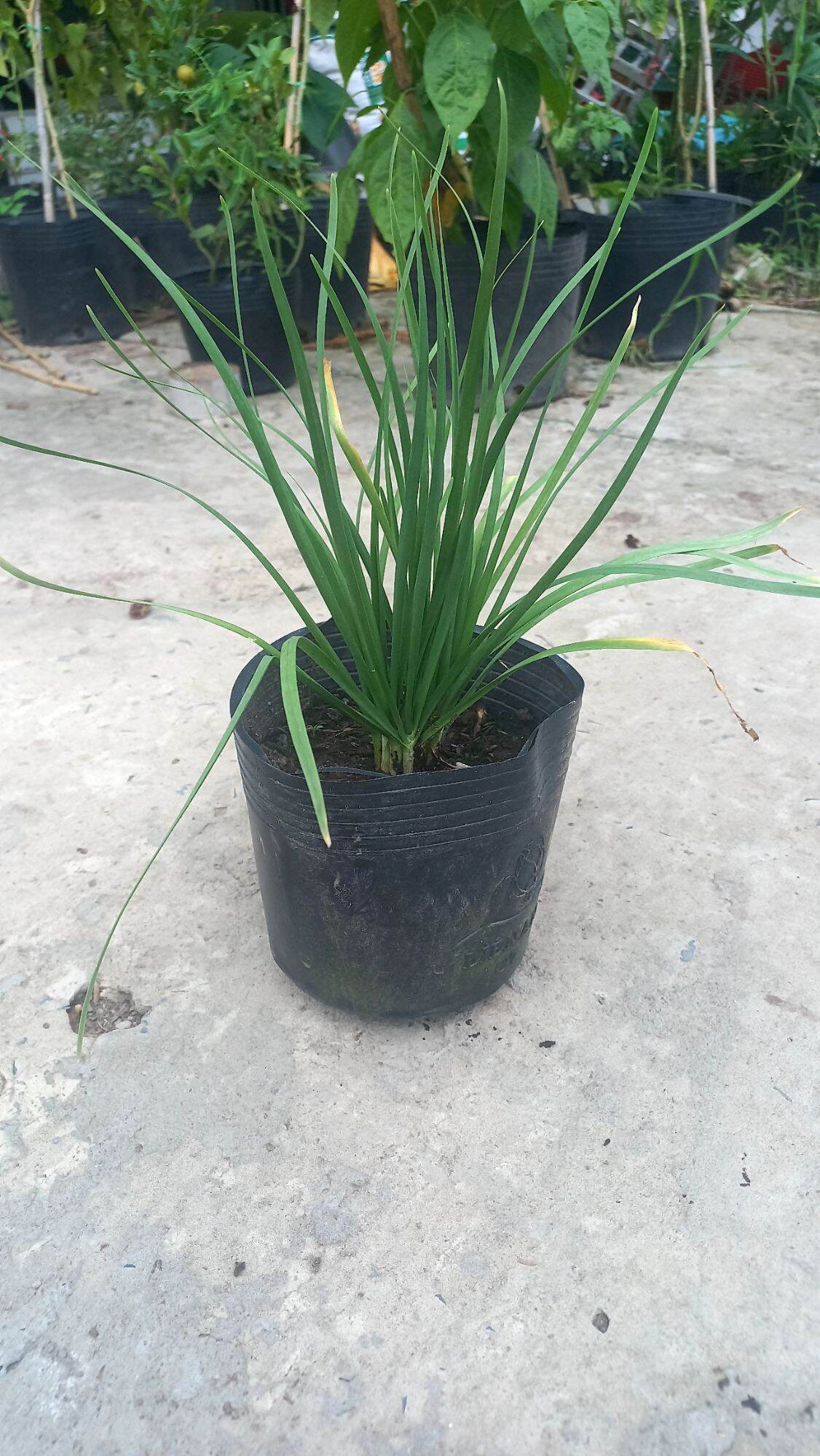 chậu hẹ, cây hẹ gống- rau hẹ (chậu)