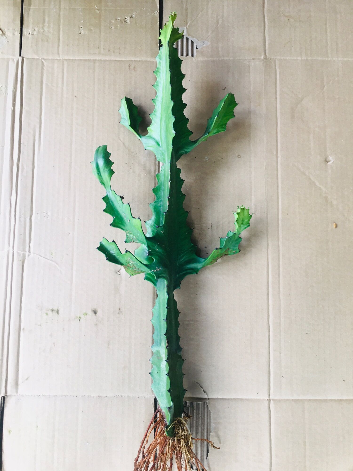 Xương rồng ba cạnh (  nhánh loại 0,5m )