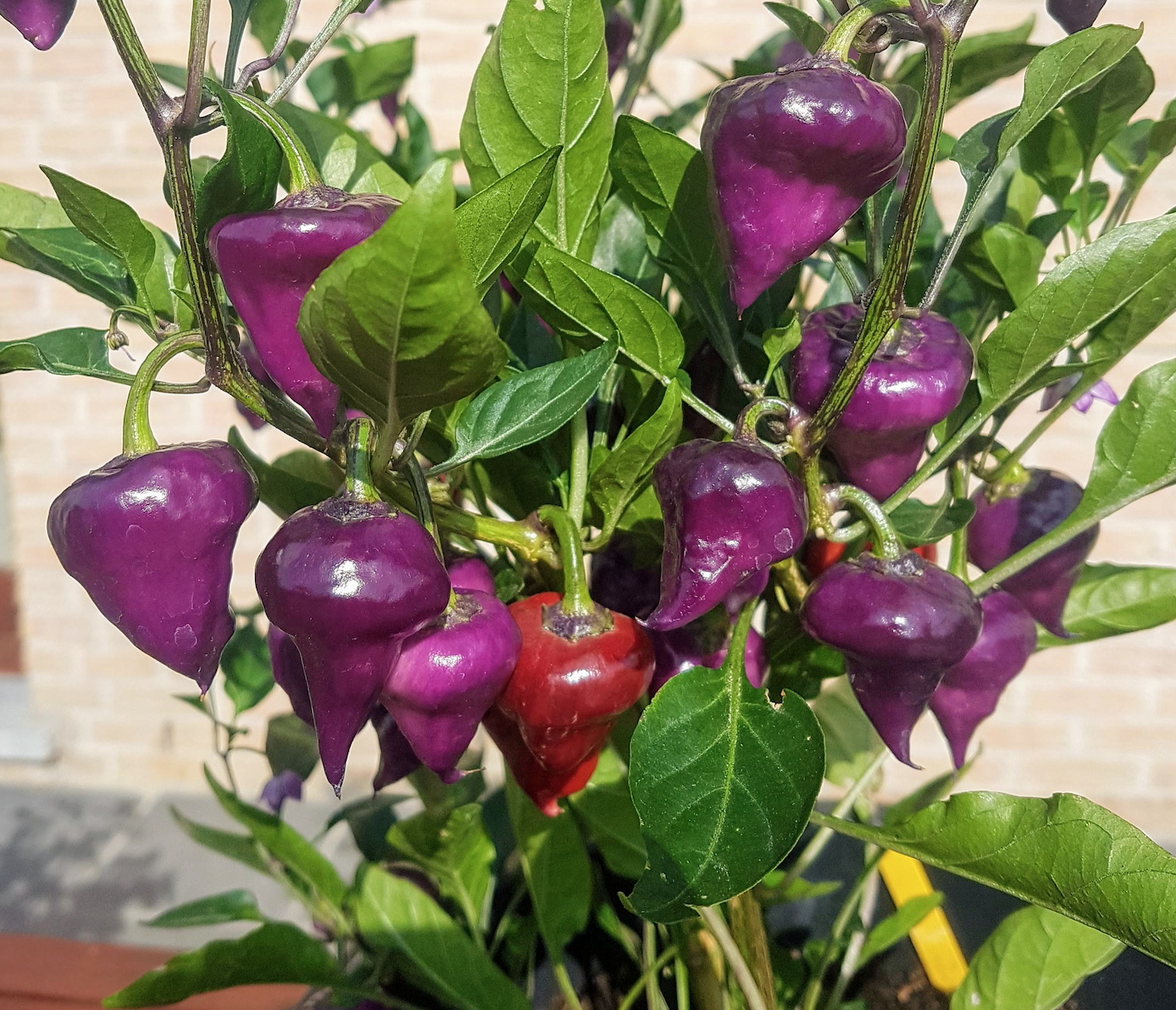 Hạt  Ớt  UFO  Purple 2 Hạt