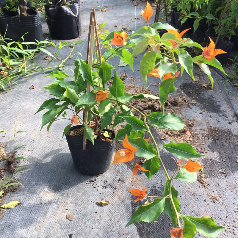 Cây hoa Giấy Cam Lửa ( cây rin), cao khoảng 30cm, đã vào chậu C6.