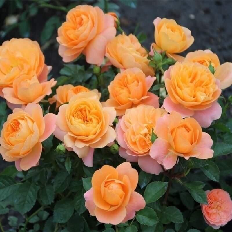 Hoa hồng Ngoại Tezza Cam cá hồi Rose