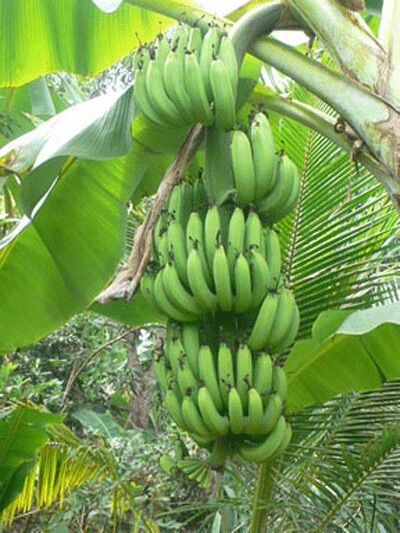 Cây chuối già hương - siêu trái