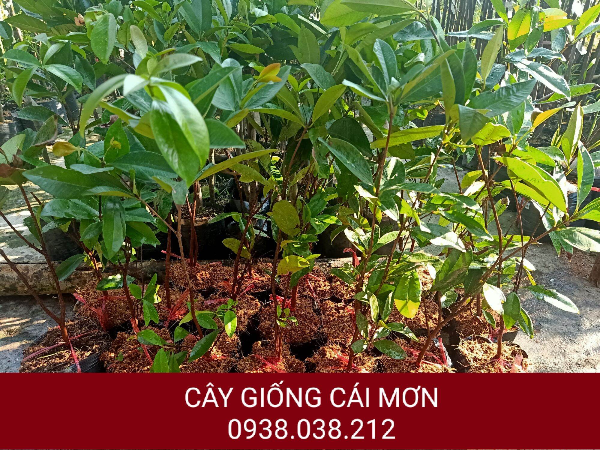 CÂY GIỐNG CHERRY BRAZIL