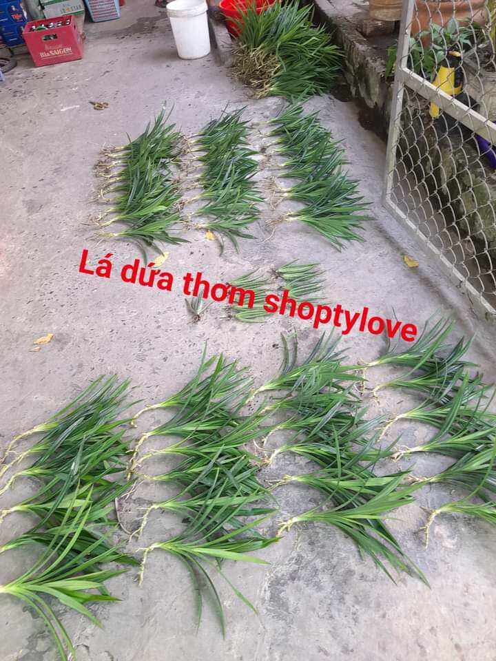 combo 6 cây lá dứa (lá nếp thơm) rễ trần