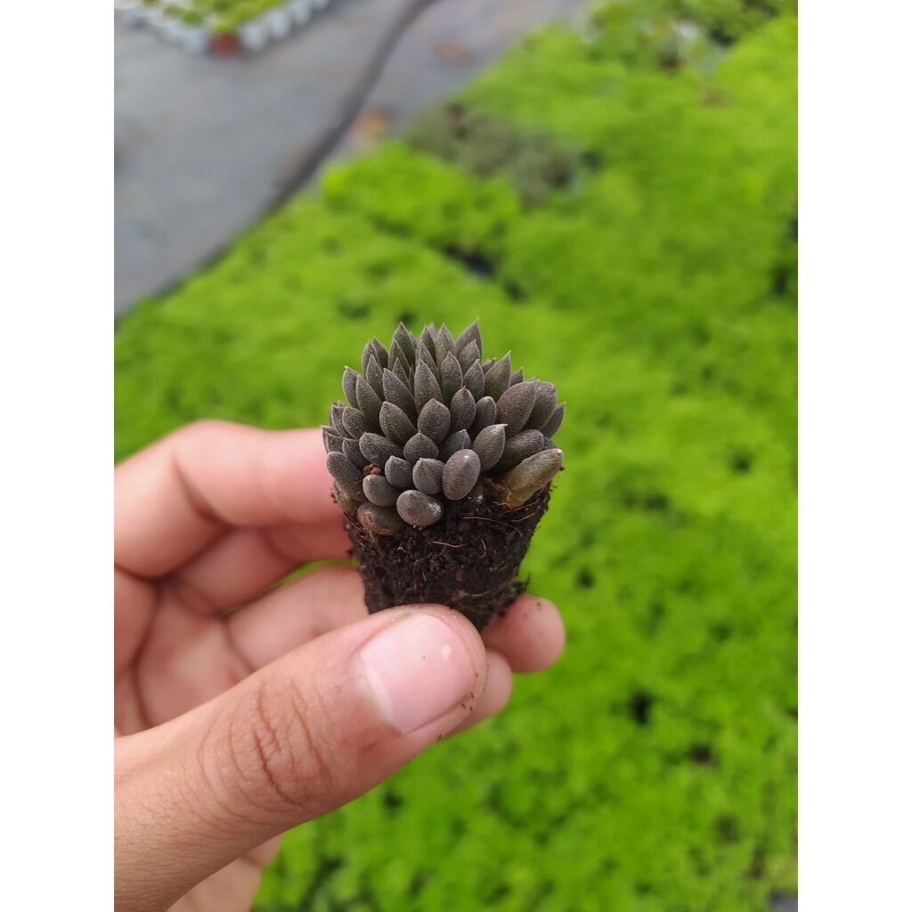 SEN ĐÁ NHÍM ĐEN SIZE MINI KHOẺ ĐẸP LỖI 1 ĐỔI 1